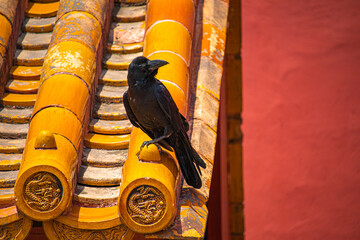 crow in the Palace Museum,