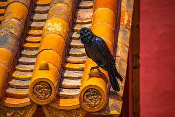 crow in the Palace Museum,