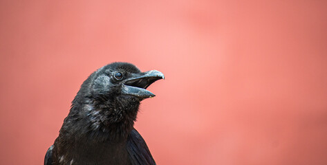 crow in the Palace Museum,