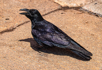 crow in the Palace Museum,