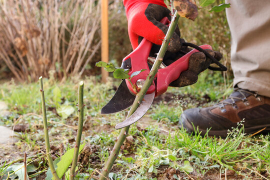 The gardener shows how to properly trim rose bushes before winter.