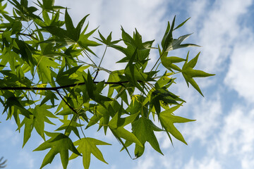 YLeaves of Liquidambar styraciflua or American sweet gum tree glow in sunlight against blue sky. Young carved leaves on branch of amber tree on clear sunny day in spring garden. Place for your text.