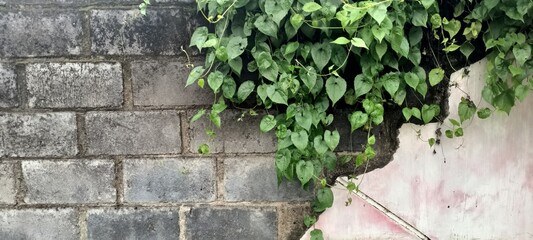 A weathered brick wall with creeping green vines cascading over it