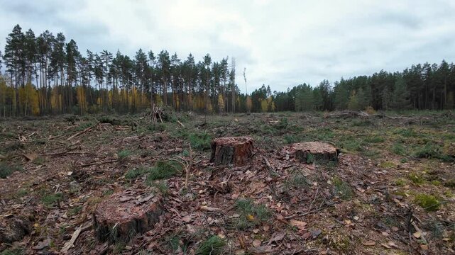 Deforested area of forest with big stumps left. Cutting big pine trees for material and fire wood. Illegal deforestation of forest in Autumn