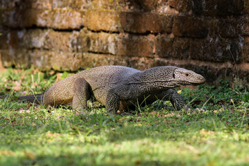 Big dangerous predator indian monitor lizard, Varanus bengalensis,