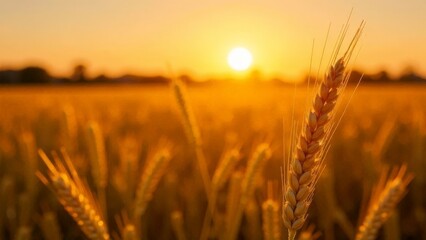 Wheat field at sunset in backlight.