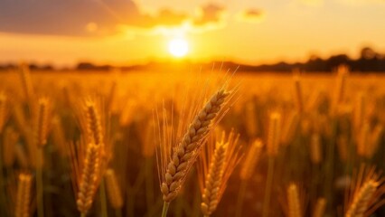 Wheat field at sunset in backlight.