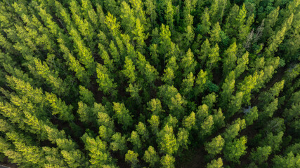 Fototapeta premium aerial view of dark green pine forest Abundant natural ecosystems of rainforest. Concept of nature forest preservation and reforestation. 