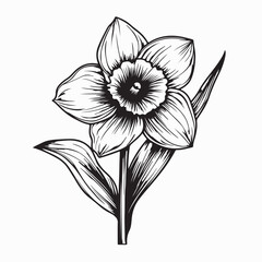 Daffodil Flower Vector Image. Black and white  Daffodil Flower Illustration White Background.