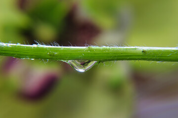 Wassertropfen am Pflanzenast