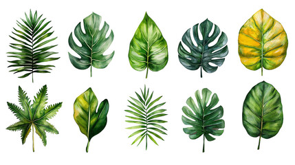 Tropical Leaf Collection: A vibrant assortment of twelve watercolor tropical leaves, showcasing diverse shapes, textures, and shades of green and yellow.