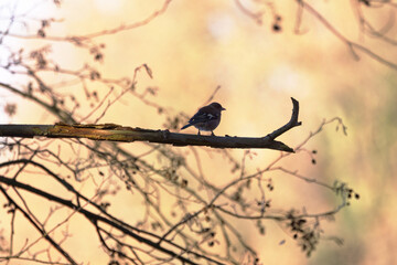 Chaffinch on a branch at sunrise, chaffinch against the light, silhouette of a finch in the morning sun, branches and twigs on an orange background, bird silhouette at sunrise