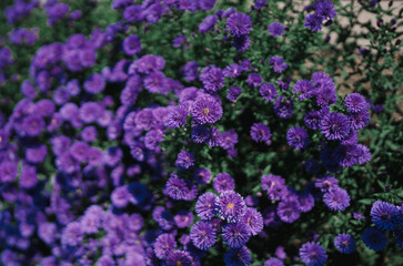 purple flowers in the garden