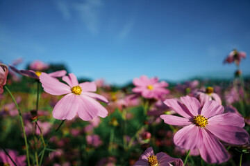 Fototapeta premium flowers in the field