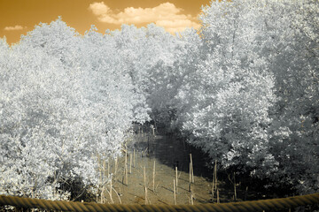 A dense forest captured in an infrared filter, transforming the foliage into a stark, white...