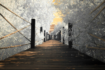 Infrared photography, a wooden pathway surrounded by trees with the sky has an orange tint