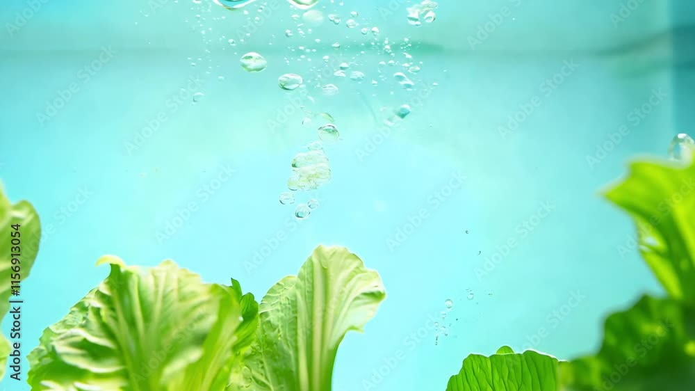 Poster fresh lettuce water bubbles video with a dolly out camera movement and diffused lighting with a natu
