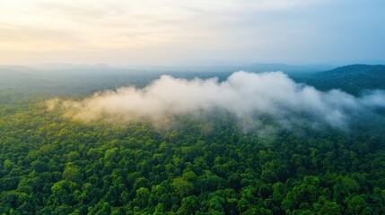 Fototapeta premium Natural transpiration plant concept Aerial view of lush greenery with mist hovering over a forested landscape at sunrise.