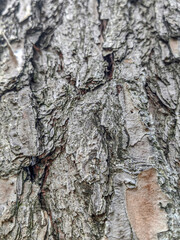 Texture pine tree bark. Texture and detail of pine tree bark