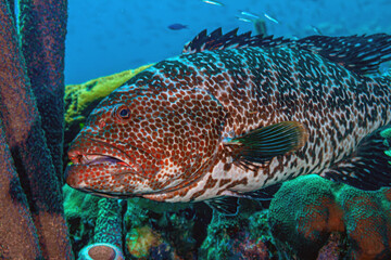 tiger grouper,Mycteroperca tigris