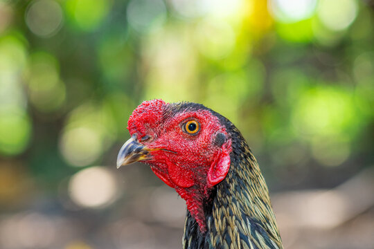 Asil chicken