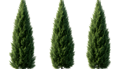 Thuja occidentalis frontal set Smaragd evergreen emerald green American Arbovitae bush shrub isolated png on a transparent background perfectly cutout