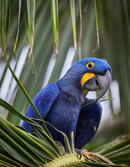 Hyacinth Macaw Perched Among Lush Green Palm Fronds