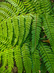 Natural fern background -Beautiful ferns leaves green foliage