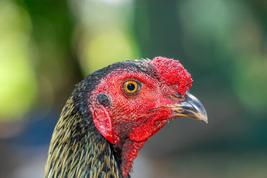 Asil chicken