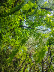 Natural fern background -Beautiful ferns leaves green foliage