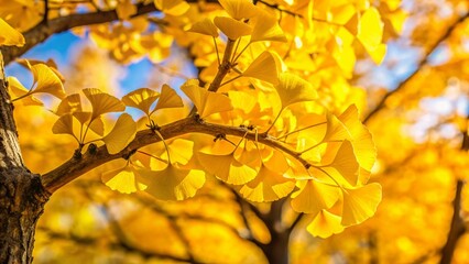 Fototapeta premium Golden Ginkgo Autumn Leaves - Candid Nature Photography