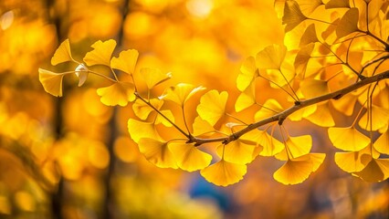 Golden Ginkgo Leaves on Branch - Autumn Nature Photography