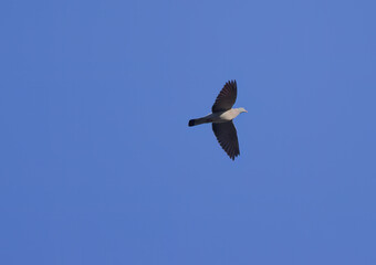 dove flying by, flying pigeon in blue sky, pigeon with open wings and blue background, free like a bird in the air, be free like birds, grey pigeon with outstretched wings