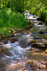 Obraz premium water stream flowing through forest. beautiful nature. green environment in summer. outdoor adventures