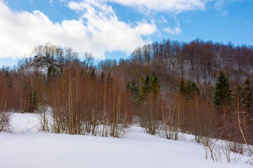 forest on the hill in winter. woodland background. cloudy weather. uzhanian national park. snow season
