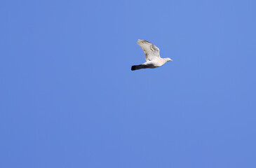 pigeon flying by, flying pigeon in blue sky, pigeon with open wings and blue background, free like a bird in the air, be free like birds, grey pigeon with outstretched wings