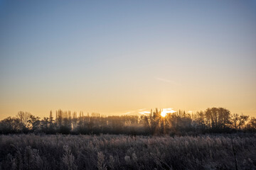 Fototapeta premium sunrise behind tress
