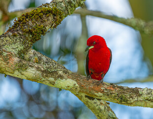 Tiê-sangue or Brazilian Tanager (Ramphocelus bresilia) on a lawn and on the branches of a tree.