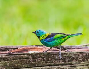 Green-headed Tanager on the lawn and on the branches of a tree.
