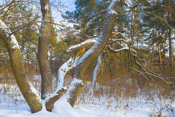 snowbound forest at the bright winter day