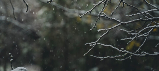 Snow covered tree branches. Winter nature.Snow covered spruce branches. Winter nature.