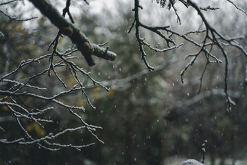 Snow covered tree branches. Winter nature.Snow covered spruce branches. Winter nature.
