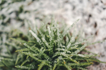 Snow on green grass, winter nature and weather