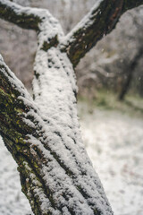 Snow on tree trunk, snowfall in forest, abstract nature winter background