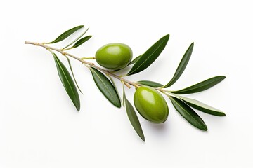 Closeup of two isolated olive branches with leaves on white background