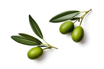 Closeup of two isolated olive branches with leaves on white background