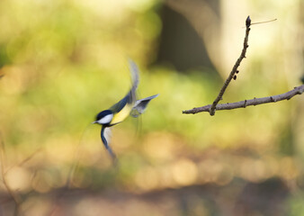 blurred great tit flying away, great tit flying away which is blurred, blurred wing beat, a songbird in the forest with beautiful bokeh in the background, tit on the tree, autumn colours in the forest