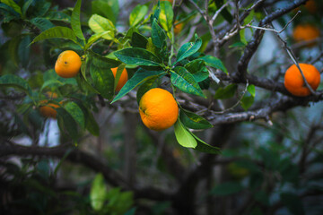 Oranges on a tree . 
Oranges growing on a tree on green leaves background.