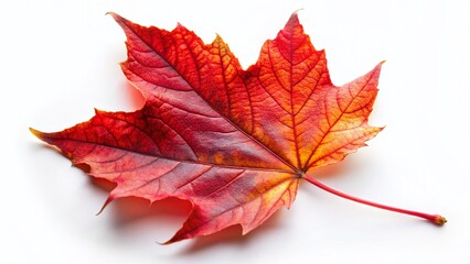 Macro Autumn Red Maple Leaf Isolated on White Background - Vibrant Fall Foliage Detail