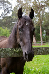 Obraz premium A close-up of a black horse with a gentle expression, standing behind a moss-covered wooden fence. The lush green field and forested background create a peaceful rural atmosphere